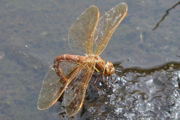 Wildlife Sightings for 17th August 2023